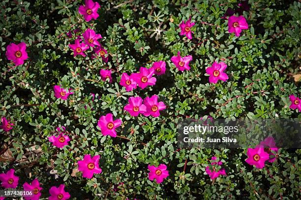 portulaca, portulacaceae flowers in a garden - portulak stock-fotos und bilder