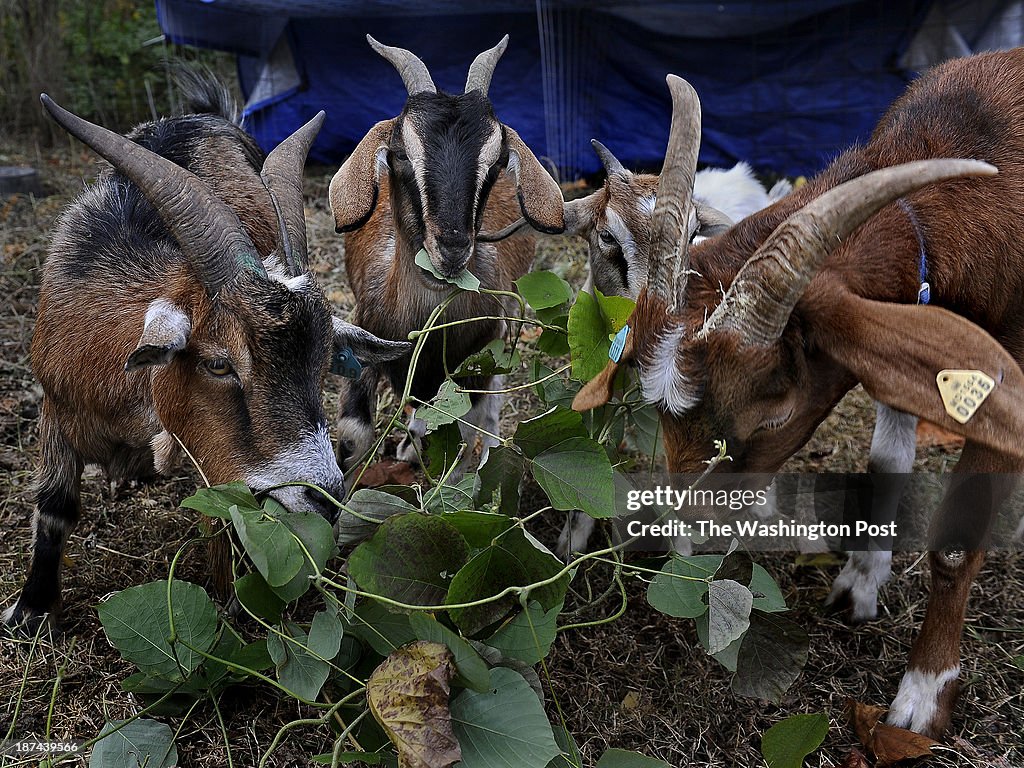 Goats Used to Clear Out Kudzu