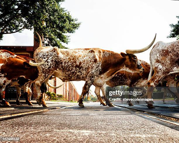texas longhorns - texas longhorn cattle bildbanksfoton och bilder