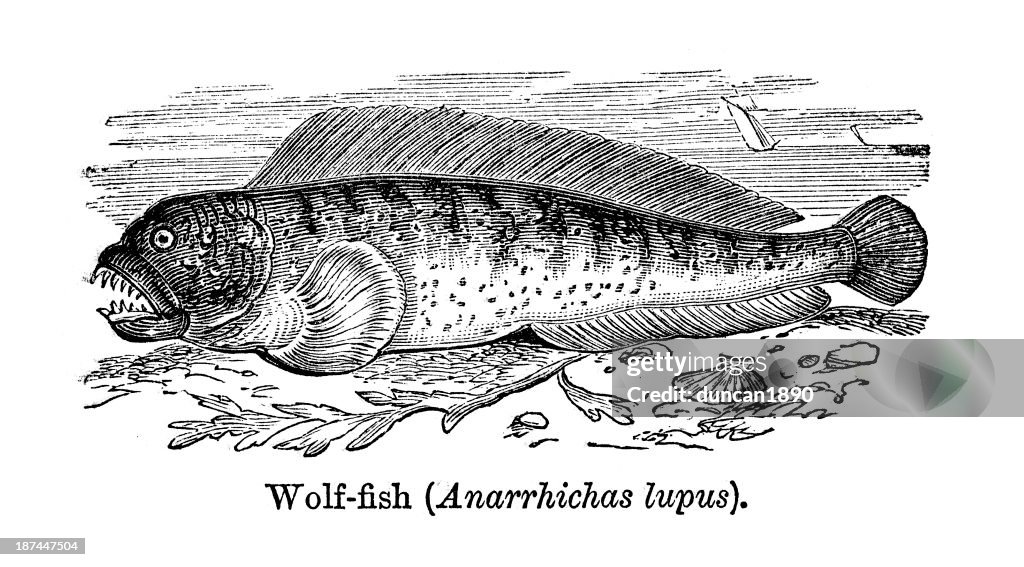 Wolffish