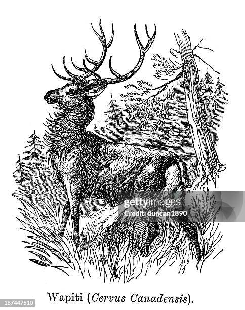 stockillustraties, clipart, cartoons en iconen met elk or wapiti (cervus canadensis) - elk