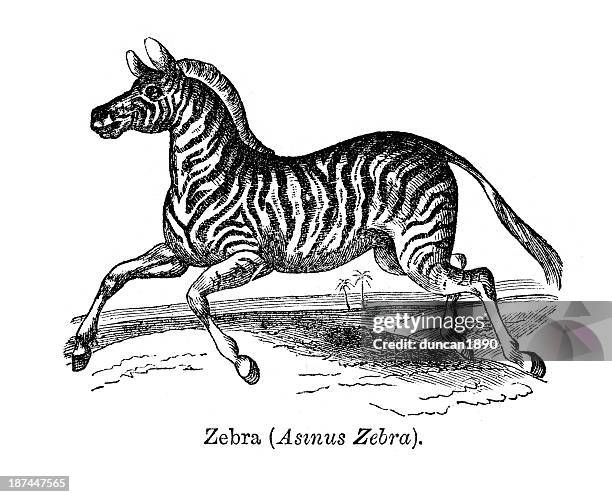 zebra - zebra stock illustrations