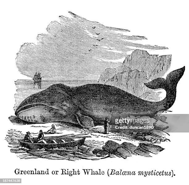 greenland right whale - right whale stock illustrations
