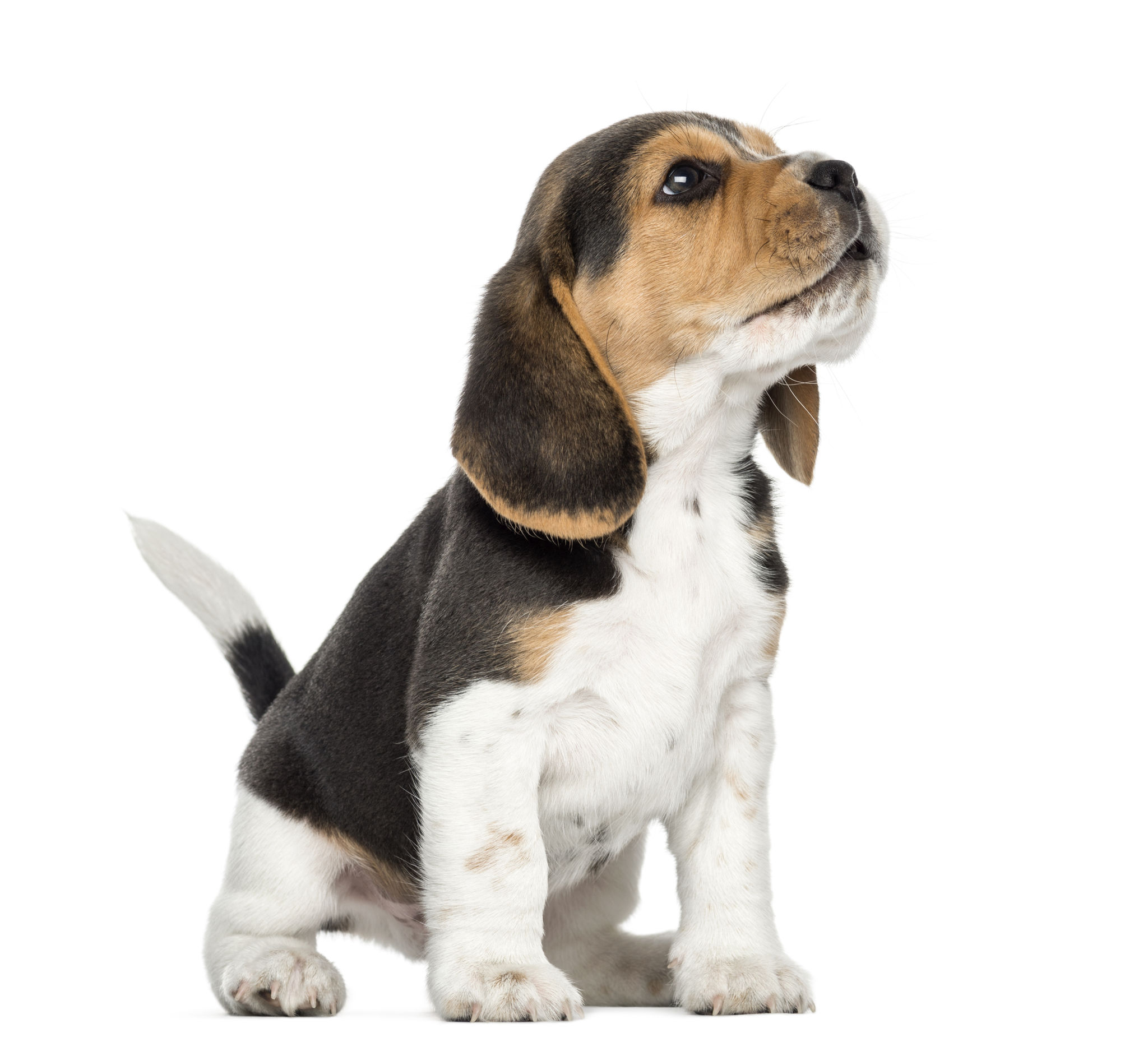 beagle puppy