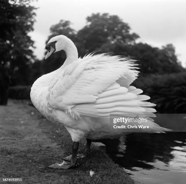 Swan ruffling its feathers on the bank of the Long Water at Hampton Court Park, August 1954.