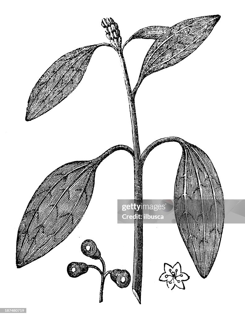 Antique illustration of Cinnamomum camphora (Camphor tree, Camphorwood, camphor laurel)