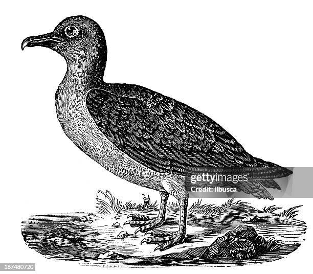 antique illustration of albatross (diomedeidae) - albatross stock illustrations