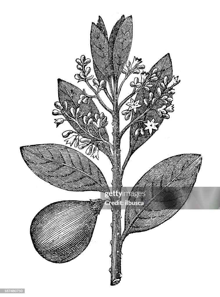 Antique illustration of Bay laurel (Laurus nobilis)
