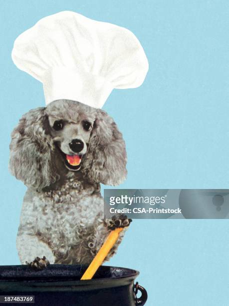 pudel mit chef-hut und rühren pot - dog food stock-grafiken, -clipart, -cartoons und -symbole
