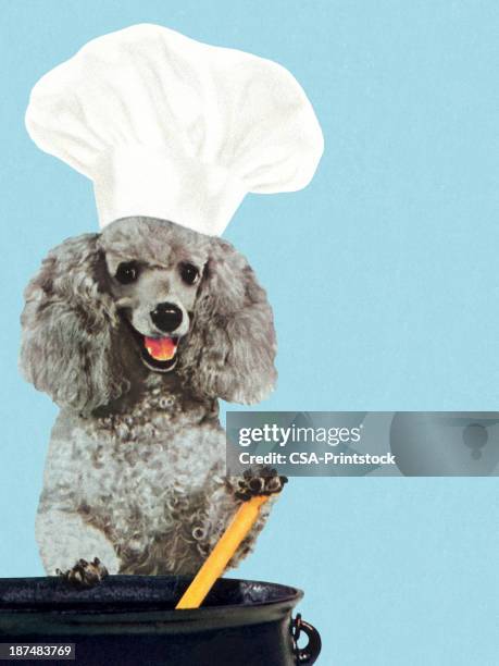 ilustrações, clipart, desenhos animados e ícones de poodle usando chapéu de cozinheiro e emocionante panela - dog bone