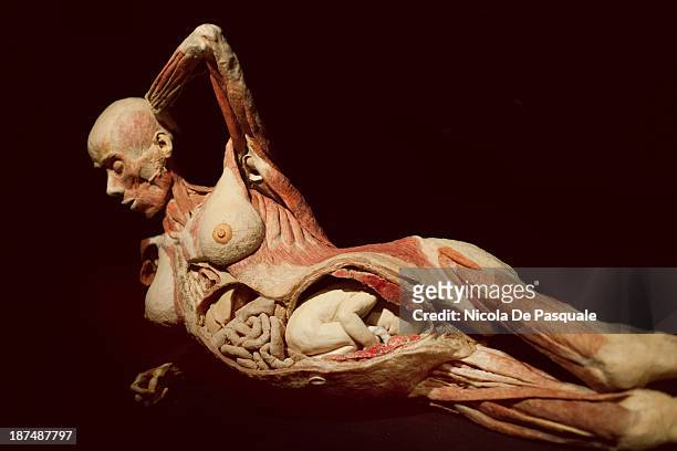 Plastinated human bodies on display at 'Body Worlds', the anatomical exhibition of real human bodies by German anatomist Gunther von Hagens, in Rome...