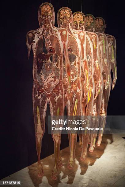 Plastinated human body on display at 'Body Worlds', the anatomical exhibition of real human bodies by German anatomist Gunther von Hagens, in Rome on...