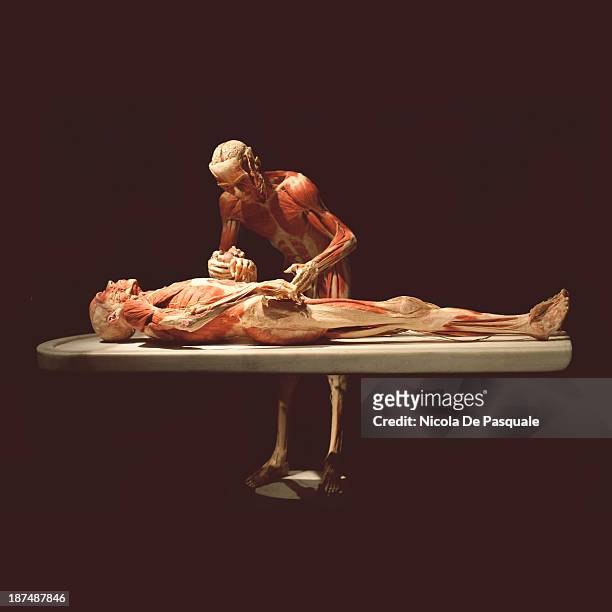 Plastinated human bodies on display at 'Body Worlds', the anatomical exhibition of real human bodies by German anatomist Gunther von Hagens, in Rome...