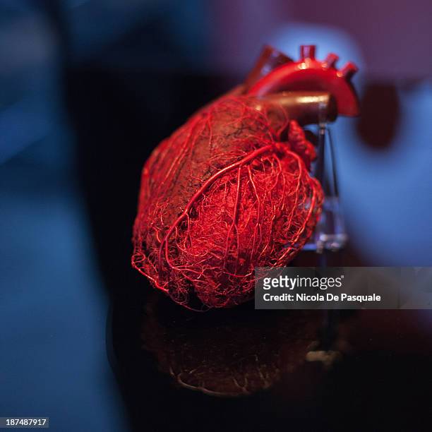 Plastinated human heart on display at 'Body Worlds', the anatomical exhibition of real human bodies by German anatomist Gunther von Hagens, in Rome...