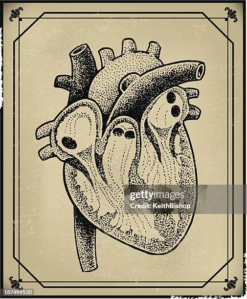 ilustrações de stock, clip art, desenhos animados e ícones de coração humano-retro - veia pulmonar