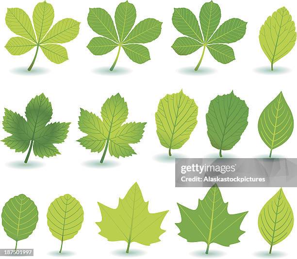 green plant-/and treeleafs. - grape leaf stock illustrations