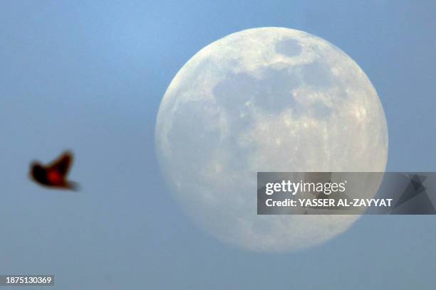 Bird flies past the rising waxing gibbous moon in Kuwait City on December 25, 2023.