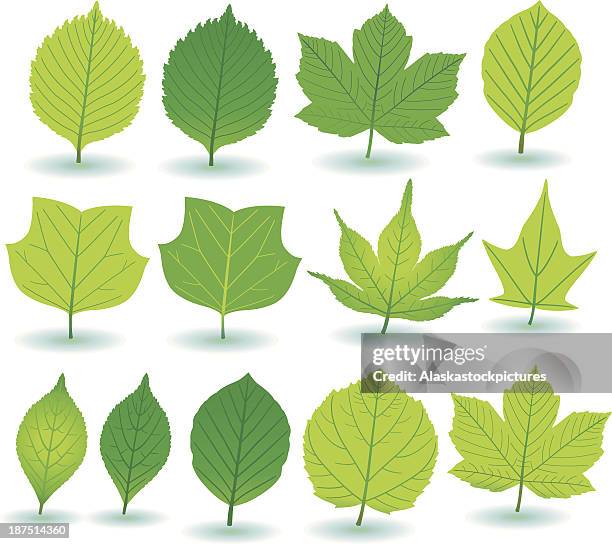 green plant-/und treeleafs. - lyme regis stock-grafiken, -clipart, -cartoons und -symbole