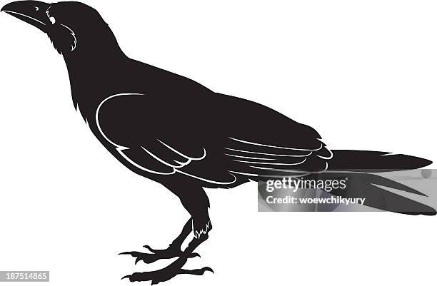 stockillustraties, clipart, cartoons en iconen met crow vector - raven bird