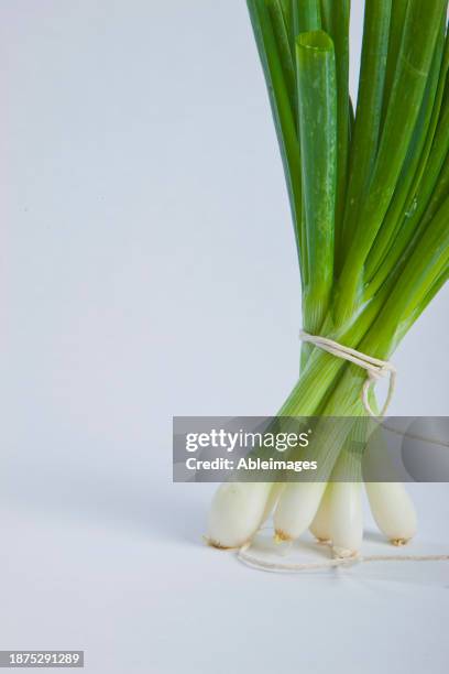 bundle of spring onions tied up with string - oignon nouveau photos et images de collection