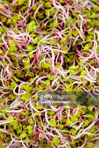 close up of sango radish sprouts - superfood stock pictures, royalty-free photos & images