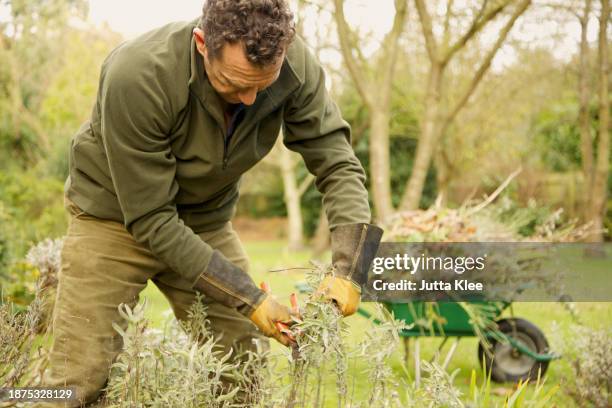 gardener pruning plants - taking off gloves stock pictures, royalty-free photos & images