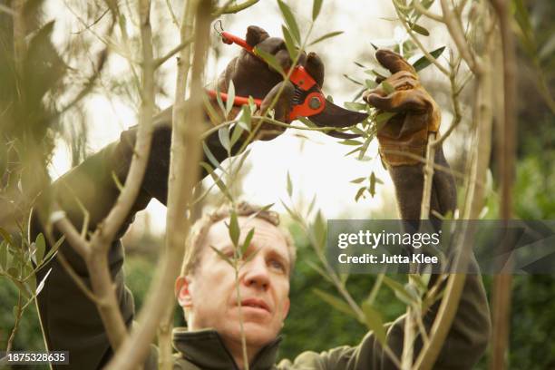 gardener pruning tree - taking off gloves stock pictures, royalty-free photos & images