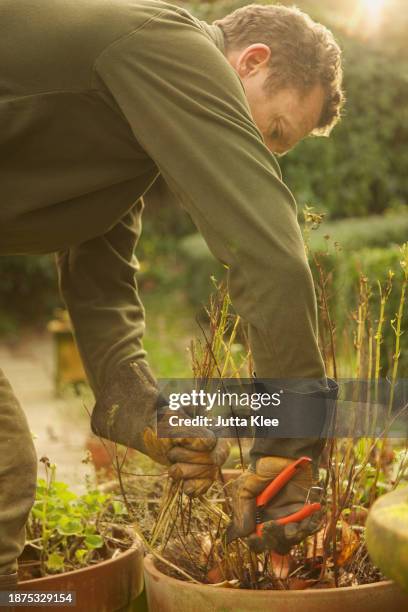 gardener cutting weeds from plant pot - taking off gloves stock pictures, royalty-free photos & images