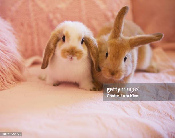 two rabbits on pink sofa - coniglio foto e immagini stock