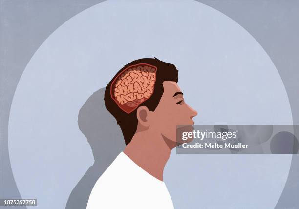73 Mans Head Profile Brain Stock Photos High Res Pictures And Images 73-mans-head-profile-brain-stock-photos-high-res-pictures-and-images
