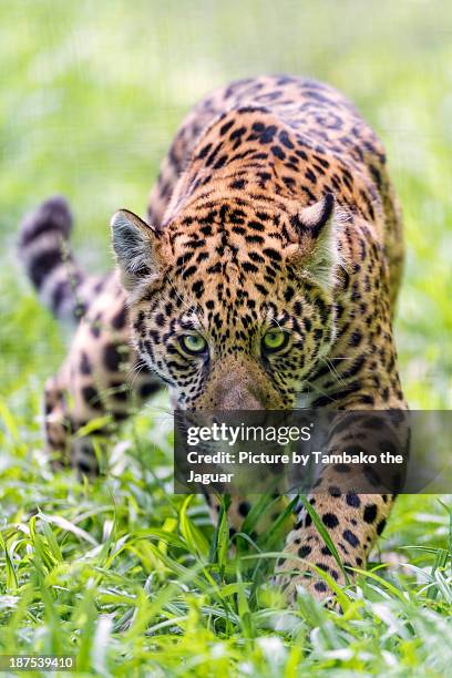 approaching serious jaguar - panthers stock pictures, royalty-free photos & images