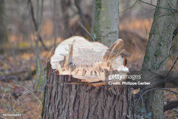 close-up of tree stump - tree stump stock pictures, royalty-free photos & images
