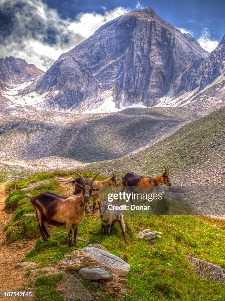 39 Four Horned Goat Stock Photos, High-Res Pictures, and Images - Getty Images