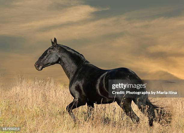 black horse in sunset - cheval noir photos et images de collection