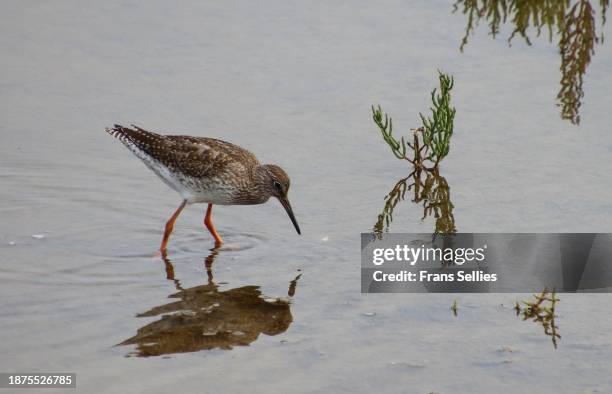 common redshank (tringa totanus) foraging in the mudflats, vlieland, the netherlands - vlieland stock pictures, royalty-free photos & images