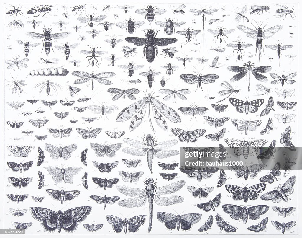 Grabado: Lepidópteros
