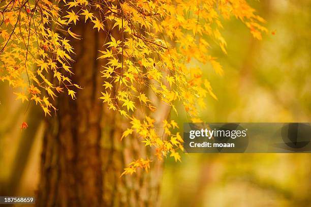 Rustles Leaf Rustling Leaves Photos and Premium High Res Pictures - Getty Images