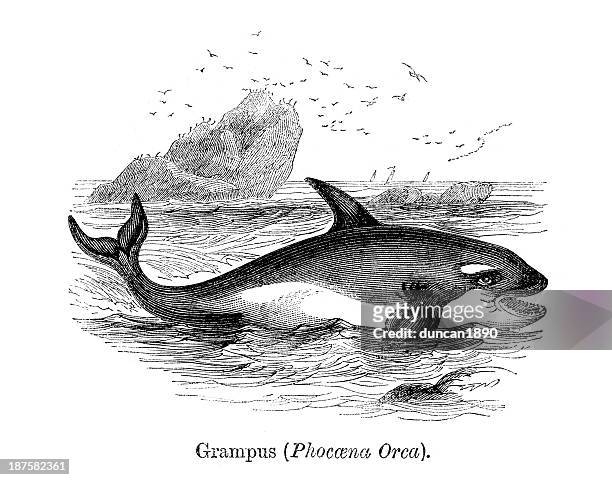ilustrações, clipart, desenhos animados e ícones de killer whale - killer whale