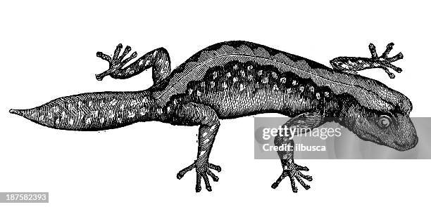 273点のヤモリイラスト素材 Getty Images 273点のヤモリイラスト素材 Getty Images