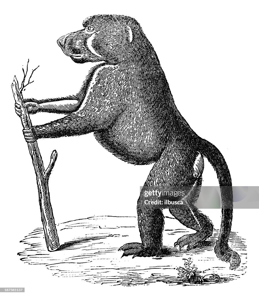 Antique illustration of Chacma baboon