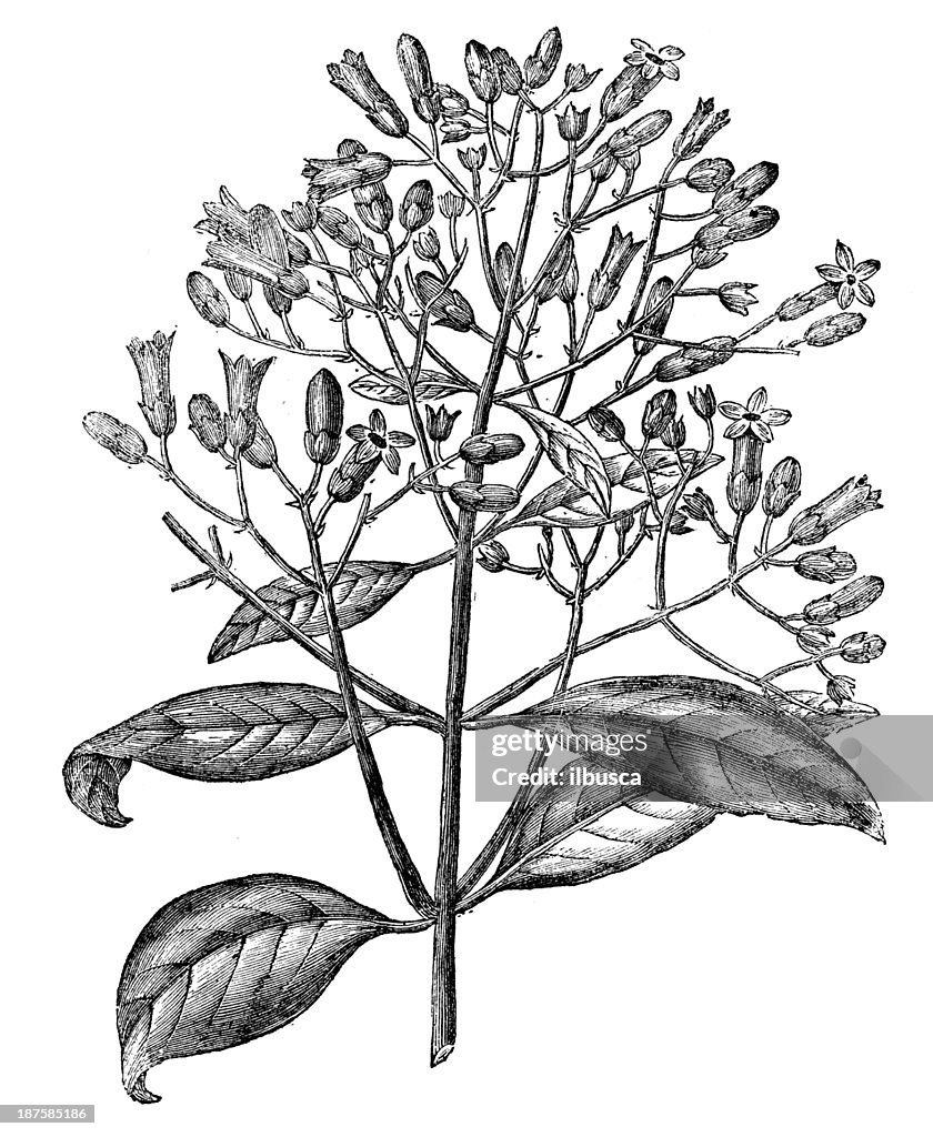 Antique illustration of Cinchona condaminea