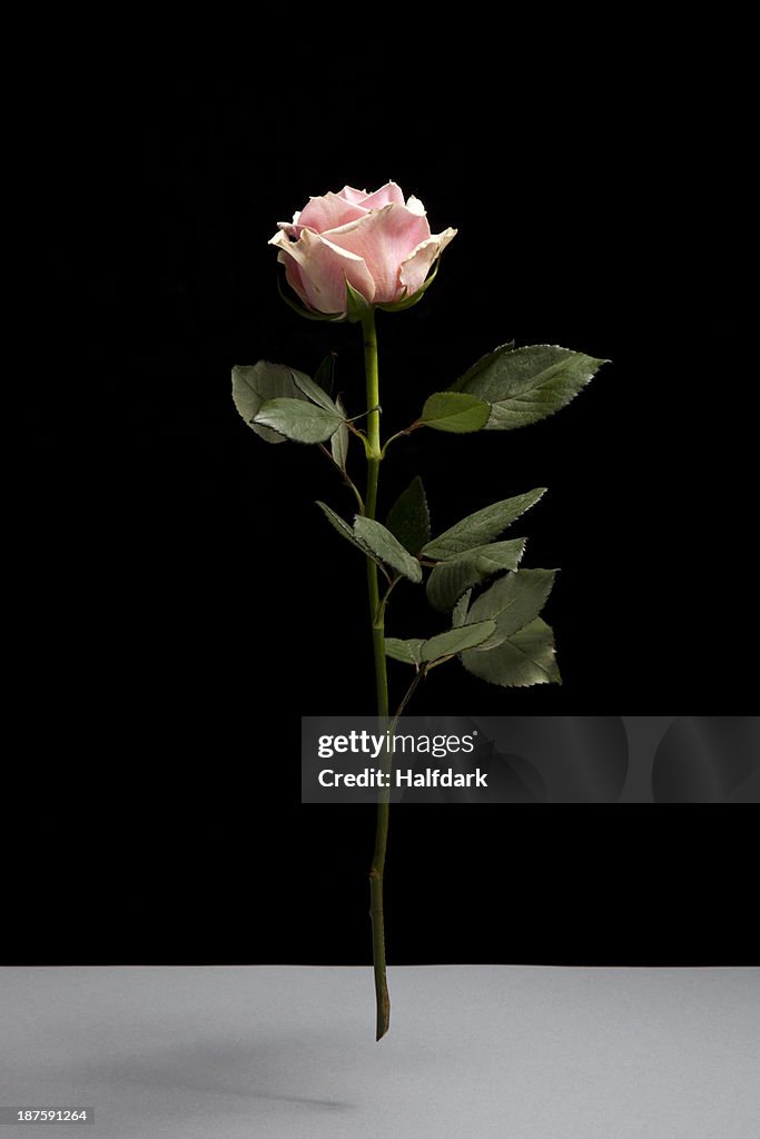 A rose in mid-air against a black background