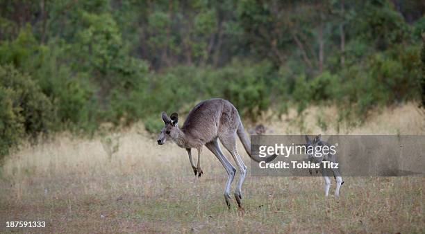 baby kangaroo following it's mother in jindabyne, new south wales, australia - kangaroo stockfoto's en -beelden