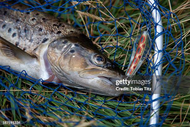 freshly caught brown trout in net with hook in mouth - brown trout 個照片及圖片檔