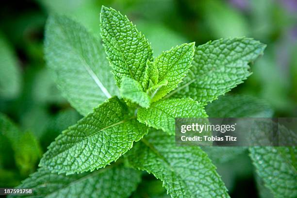 leaves on a mint plant (lamiaceae), close-up - menta gastronomía fotografías e imágenes de stock