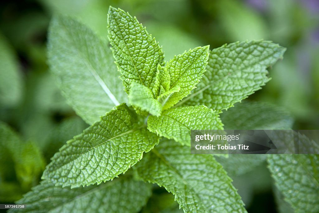 Leaves on a mint plant (Lamiaceae), close-up
