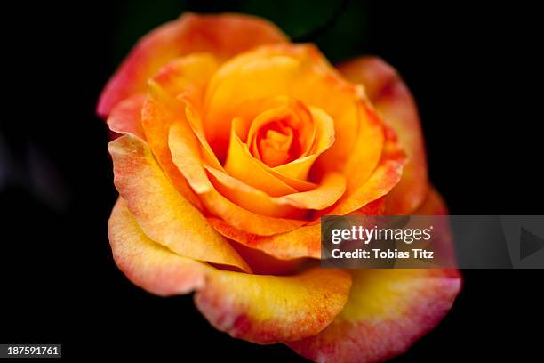 Red Tipped Roses Photos and Premium High Res Pictures - Getty Images