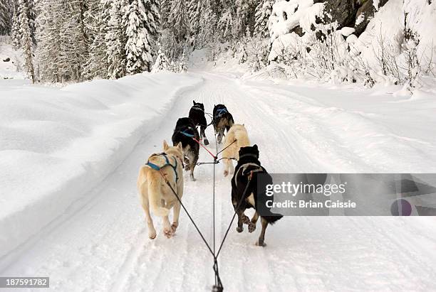 rear view of dogs pulling a sled through snow - animal sledding fotografías e imágenes de stock