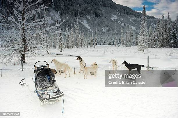 sled dogs resting and all looking at something outside of frame - snowfield fotografías e imágenes de stock