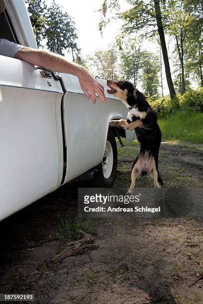 a dog jumping up to bite a man's hand hanging out of a car window - snarling stock photos et images de collection